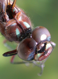 Taper-tailed Darner